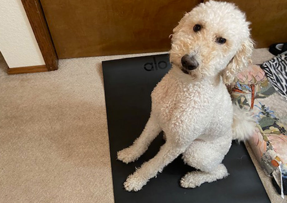 Dog on an Alo yoga mat