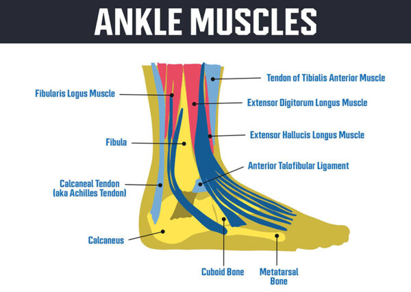 Ankle Stability Exercises: Expert Advice and Examples | Garage Gym Reviews