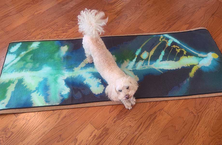 A dog doing Down Dog on a Yogitoes towel