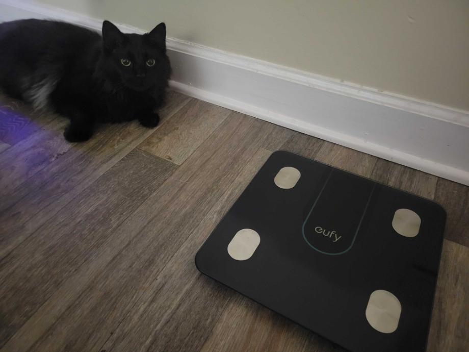 Cat next to Eufy Smart scale