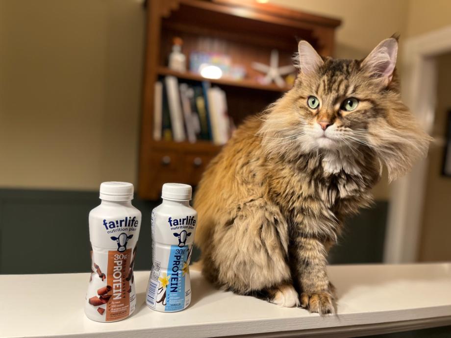 A cat may or may not be curious about these Fairlife Protein Shakes.