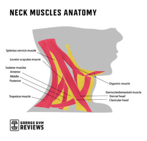 Neck Exercises: Expert Tips to Save Your Neck | Garage Gym Reviews