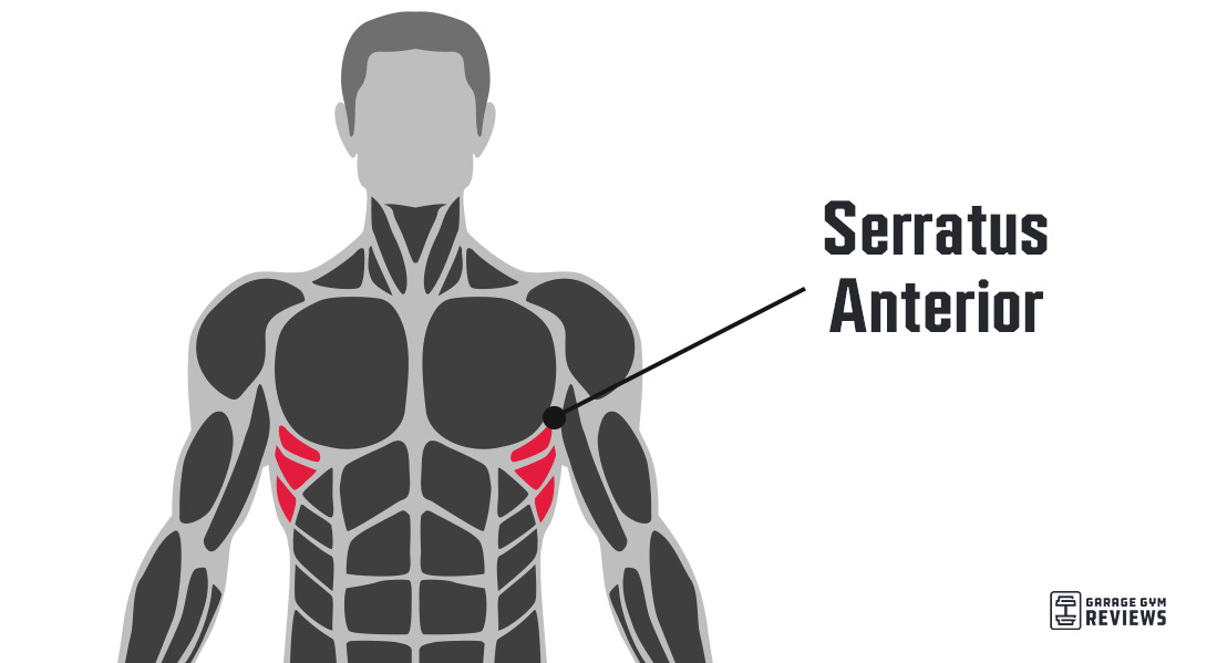 Serratus Anterior Exercises | Garage Gym Reviews