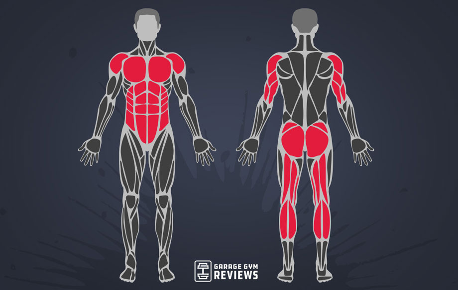 what-muscles-do-burpees-work-anatomy-graphic