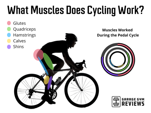 What Muscles Does Cycling Work? An Expert Guide | Garage Gym Reviews